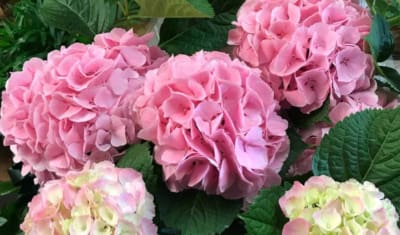 Cagle’s Flowers + Gifts