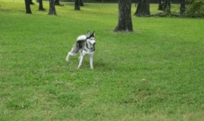 Coody Creek Dog Park